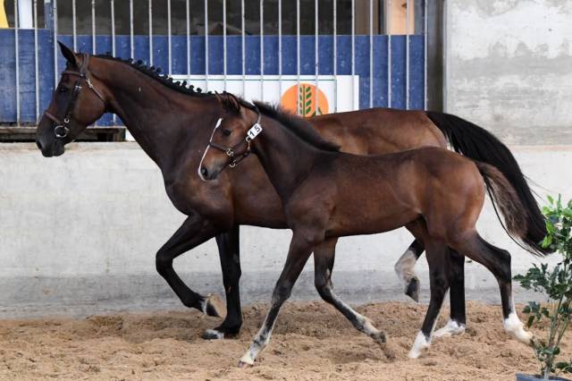 Sf entier par quel homme de hus 