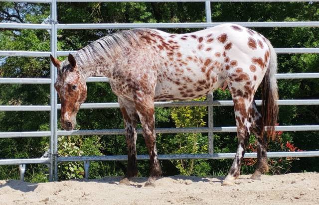 Legendary silver blade - mâle appaloosa aphc