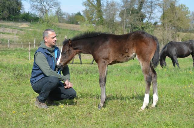 Pouliche appaloosa aphc 