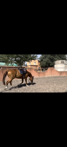 Vente hongre 11 ans oc (83)