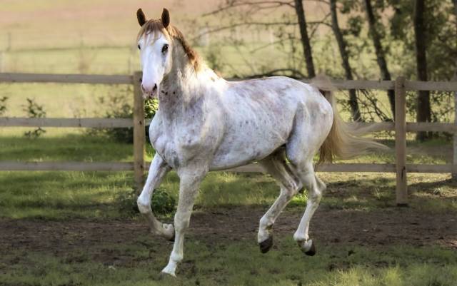 Vendeur de rêve jlm z : saillie entier z dominant white alezan 