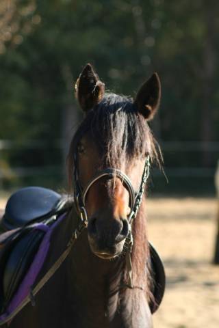 Très jolie connemara oc maître d'école