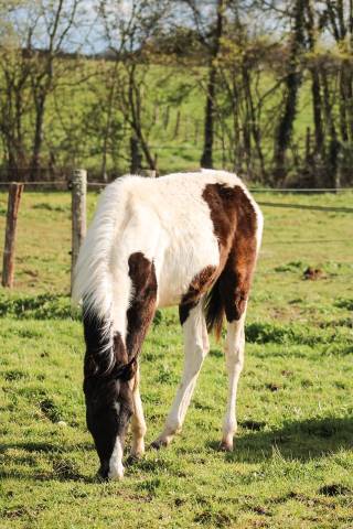 Poulain oc urgent
