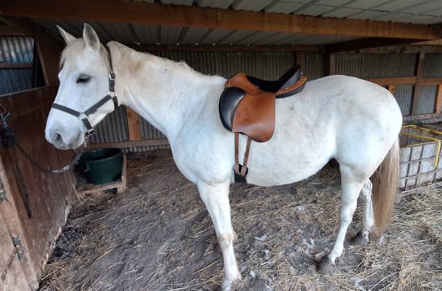 Selle muze gaston mercier 