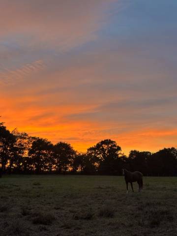 Pension écurie de propriétaire st pere en retz (44320)