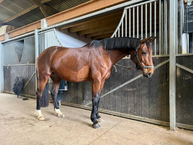 Jument selle français