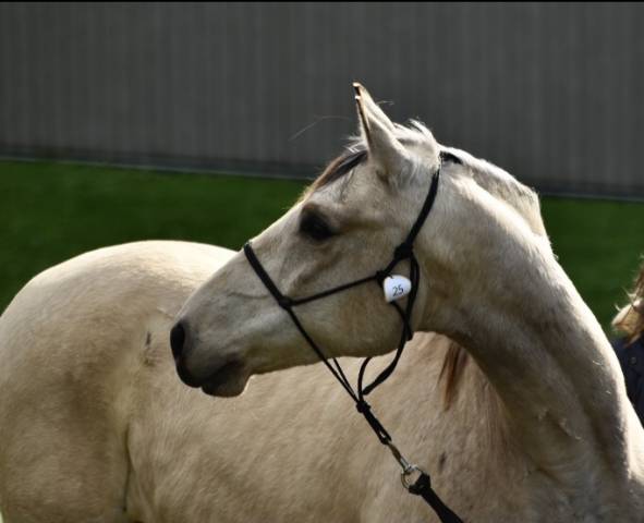 Hongre 6 ans dsa isabelle