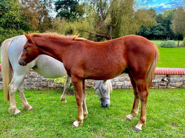 Poney d pfs/connemara 1 an