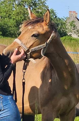 Pouliche de 2 ans sf isabelle par eldorado van de rib