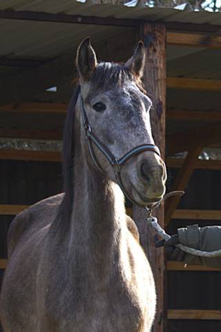 Jument barbe espagnol 4 ans