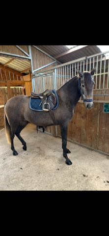 Jument lusitanienne pp