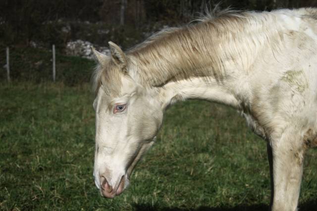 Pouliche pie smocky cream