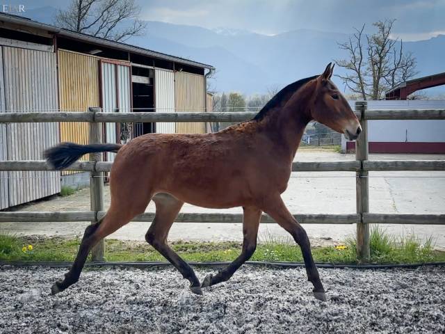 Pur sang lusitanien - pouliche 2025