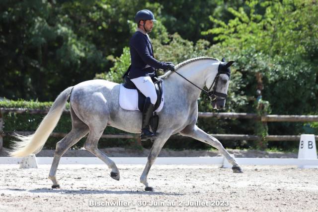 Entier -pre -15 ans - dressage- france