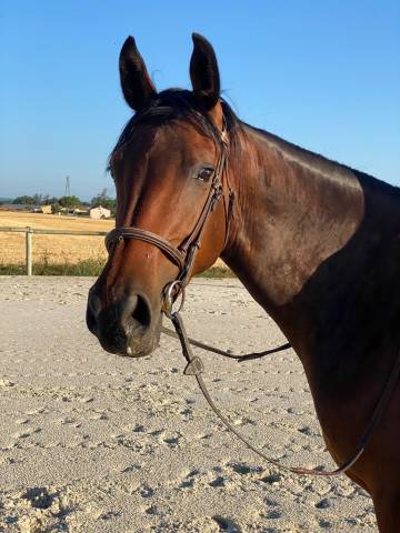 Jument selle francais 6 ans