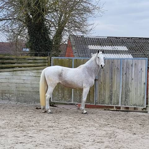 Jument d'élevage à vendre. ❗️top génétique ❗️