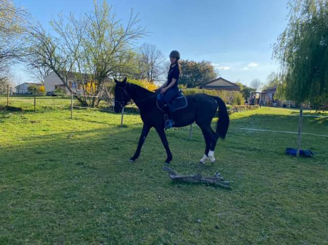 Jument idéale famille