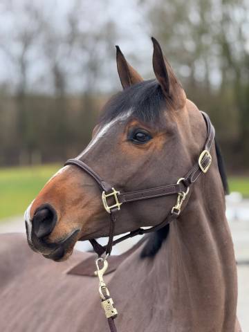 Magnifique jument 7 ans