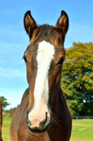 Prince de guesnelière - poulain à vendre 