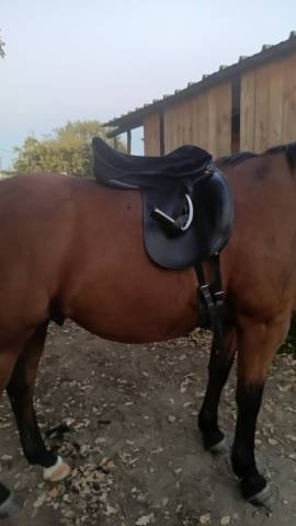 Selle de dressage Tekna