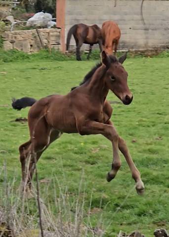 Pouliche 2026 selle francais 