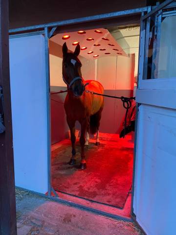 Solarium hipposun avec monnayeur 