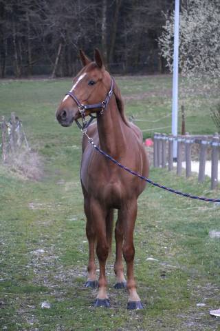 à vendre jument de 4 ans