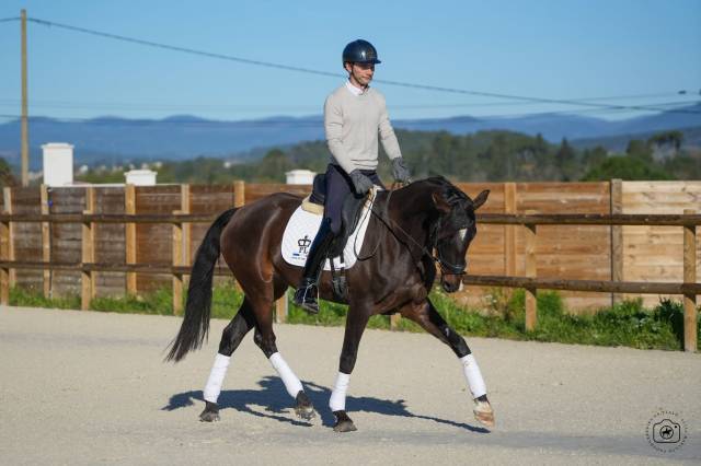 Jument - kwpn  - 6 ans - dressage - france