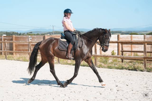Jument - kwpn - 6 ans - dressage - france
