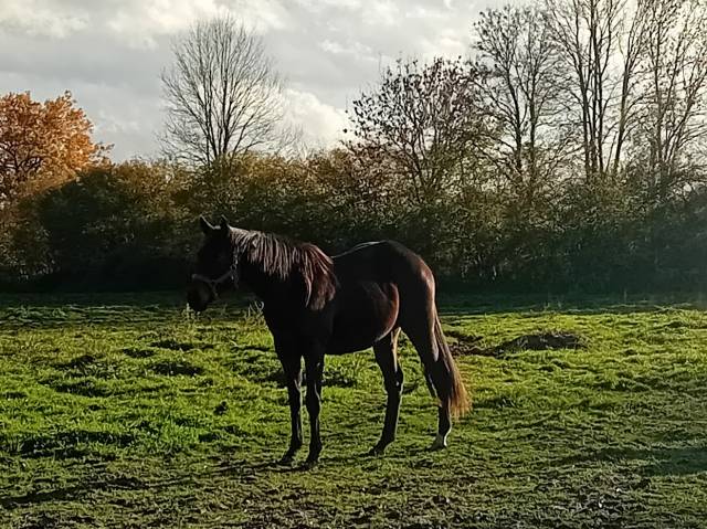 Pouliche ps par penny's picnic