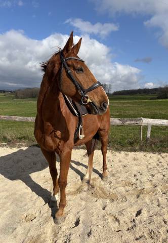 Fast des geais [iso109] - selle français 