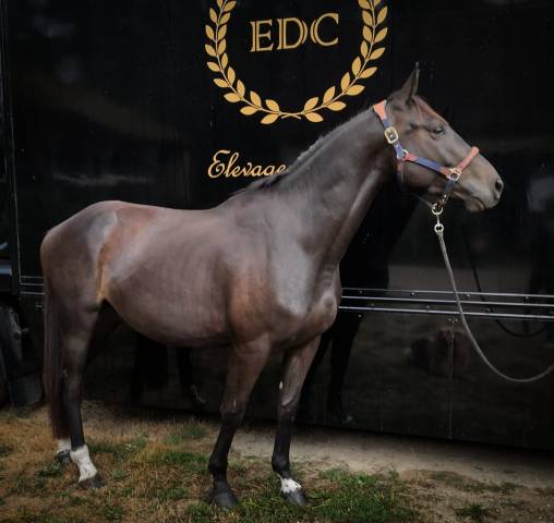 Hongre 5 ans x sunday de riverland