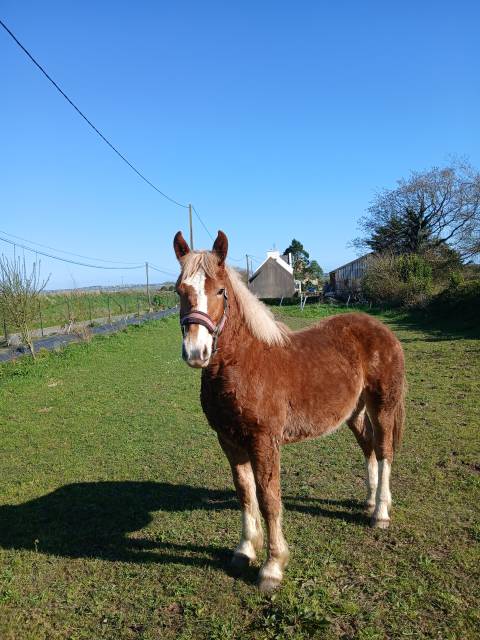 Pouliche trait breton