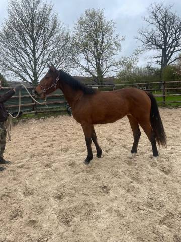 Cheerleader du gazon