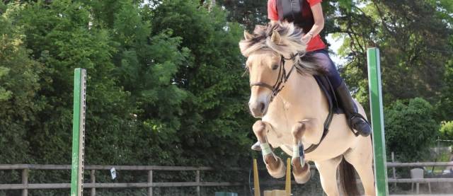 Dp ou tp avec une jument fjord pour loisir proche lyon