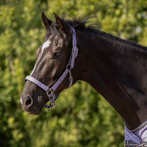 Licol rembourré avec longe SS26 - QHP