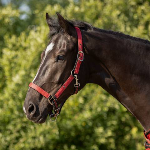 Licol rembourr&eacute; avec longe SS26 - QHP