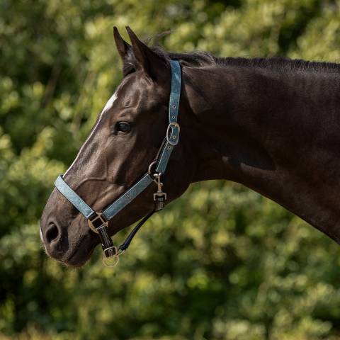 Licol rembourr&eacute; avec longe SS26 - QHP