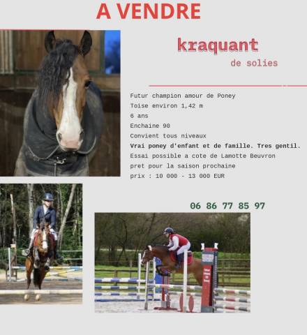 Poney à vendre 