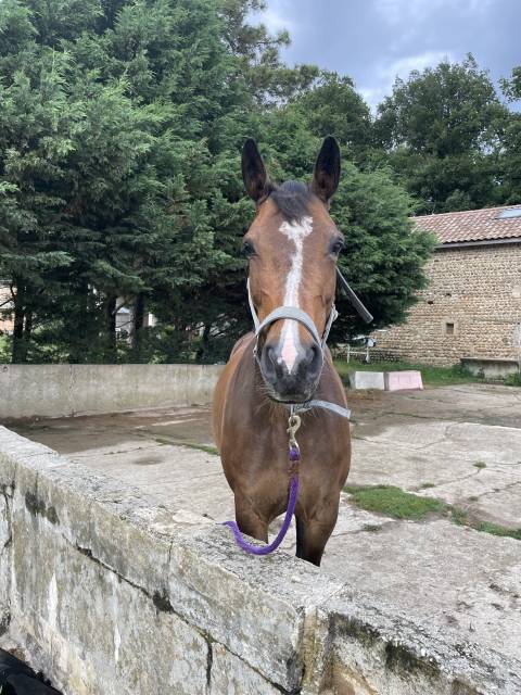 Demi-pension jument chic et attachante (drôme)