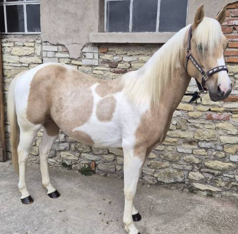 Nash top bonanza - paint horse