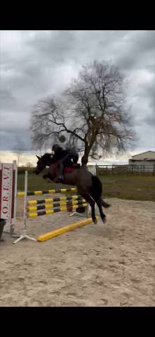 Zafira – jument onc polyvalente avec du caractère