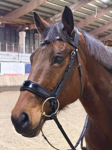 à vendre – pur-sang – 11 ans