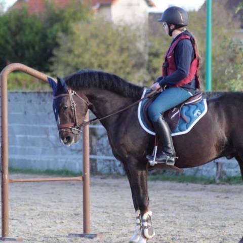 à vendre poney d