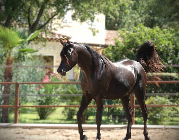 Pur sang arabe noir 5 ans – rare et exceptionnel