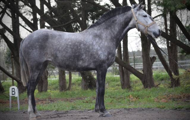 Poulinière lusitanienne 