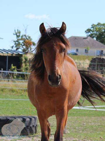Pouliche poney français de selle pfs bai de 2 ans