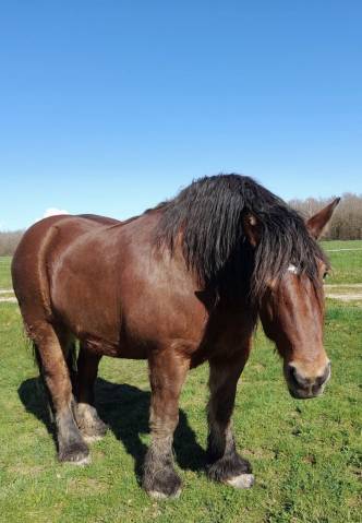 Chevaux comtois hongre 10 ans et jument 11 ans