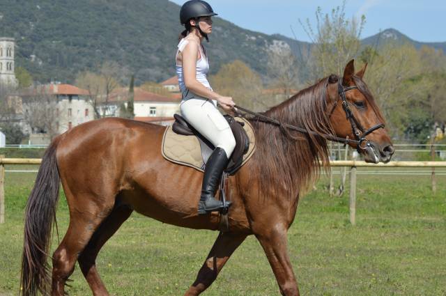 Exceptionnel pre alezan entier 5 ans  1m75 