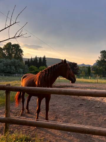 Exceptionnel pre alezan entier 5 ans  1m75 